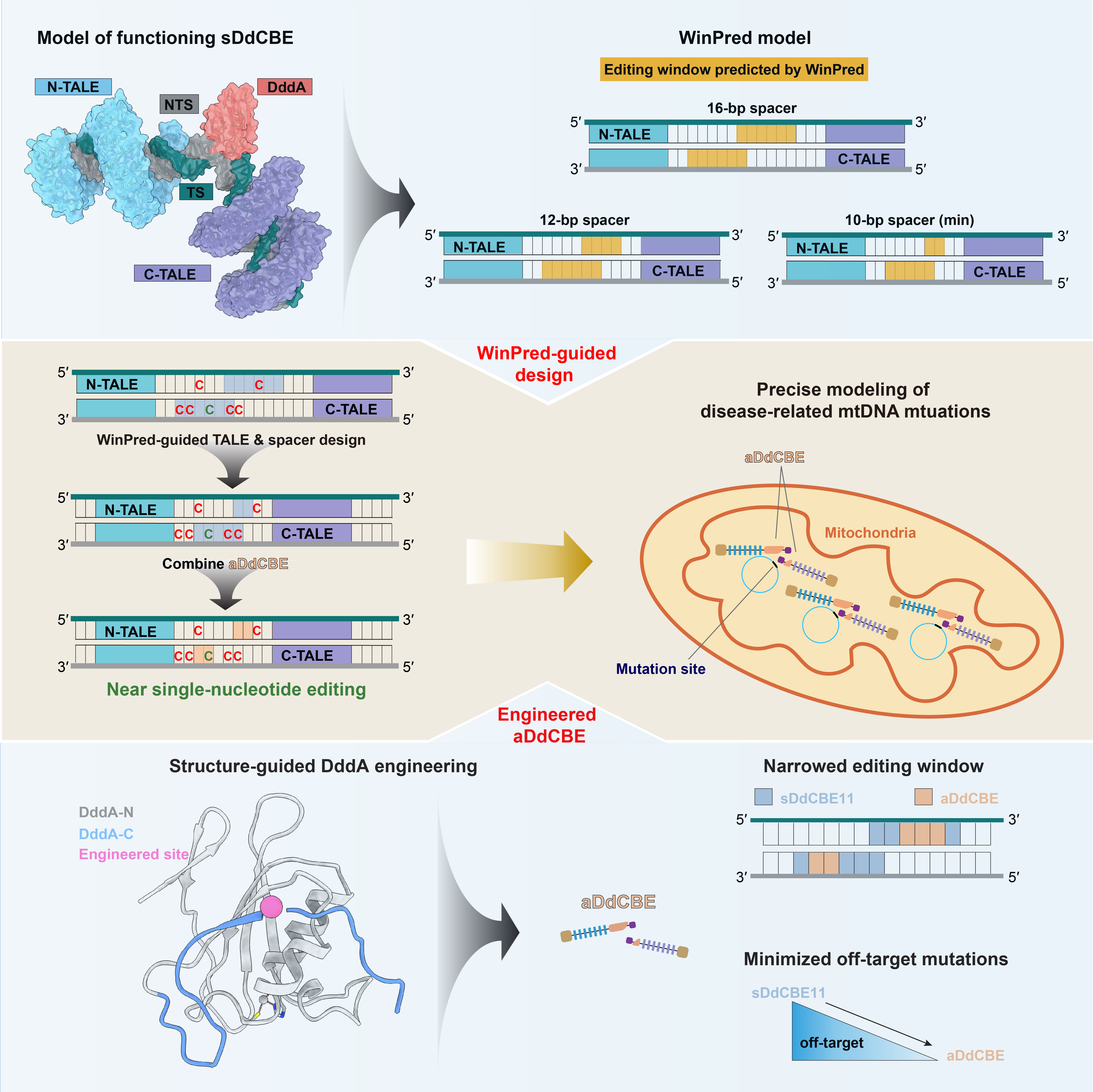 免化所楊貝與生命學(xué)院陳佳課題組合作揭示線(xiàn)粒體堿基編輯器工作機(jī)制并實(shí)現(xiàn)單堿基精度的線(xiàn)粒體DNA編輯