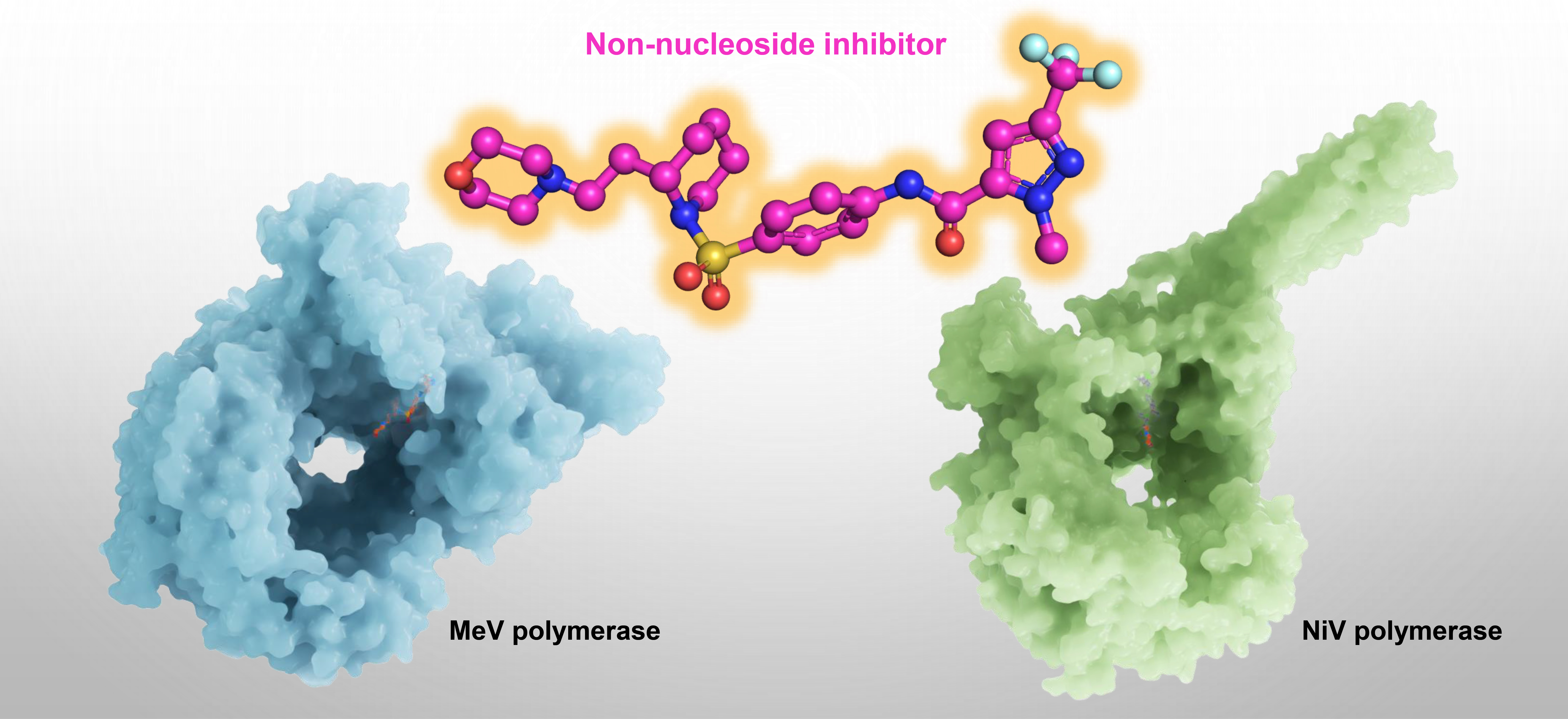 免化所張賀橋/Roger Kornberg團(tuán)隊(duì)在《細(xì)胞》報(bào)道非核苷類(lèi)抑制劑抑制麻疹病毒及尼帕病毒聚合酶的分子機(jī)制